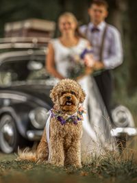 Marriage Dogs