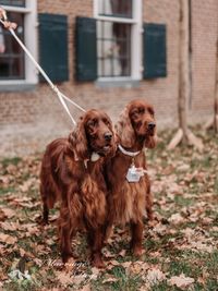 Marriage Dogs