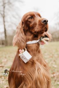 Marriage Dogs @Essiesgeluksfotografie